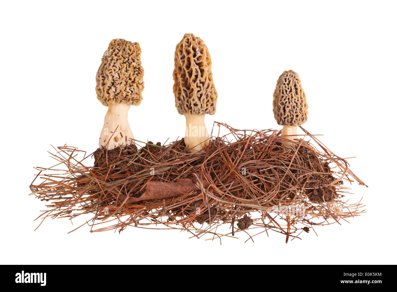 Yellow morel mushrooms and pine needle substrate isolated on white Stock Photo