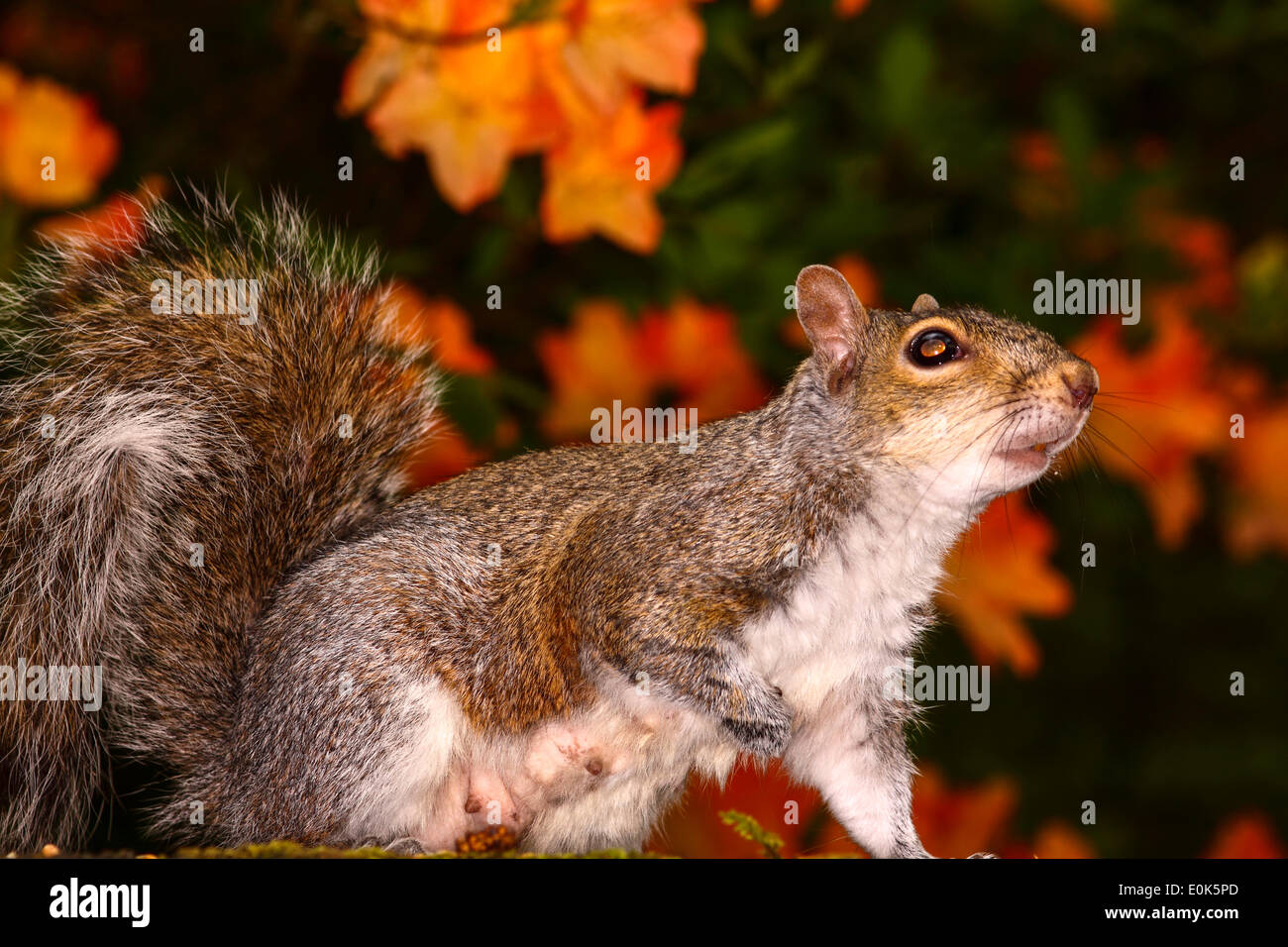 Squirrel in front of a rhododendron plant Stock Photo Alamy