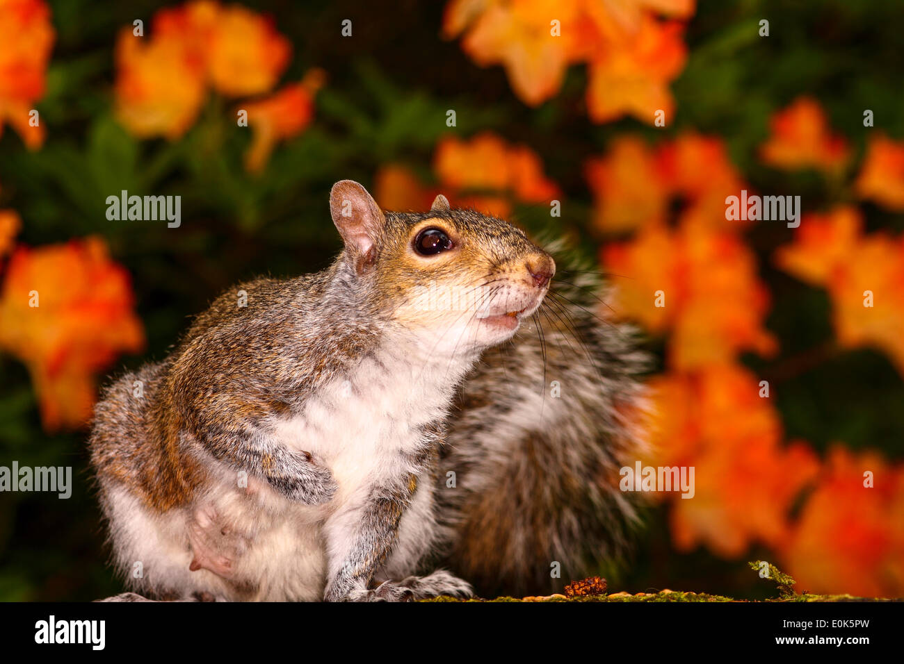 Squirrel in front of a rhododendron plant Stock Photo Alamy