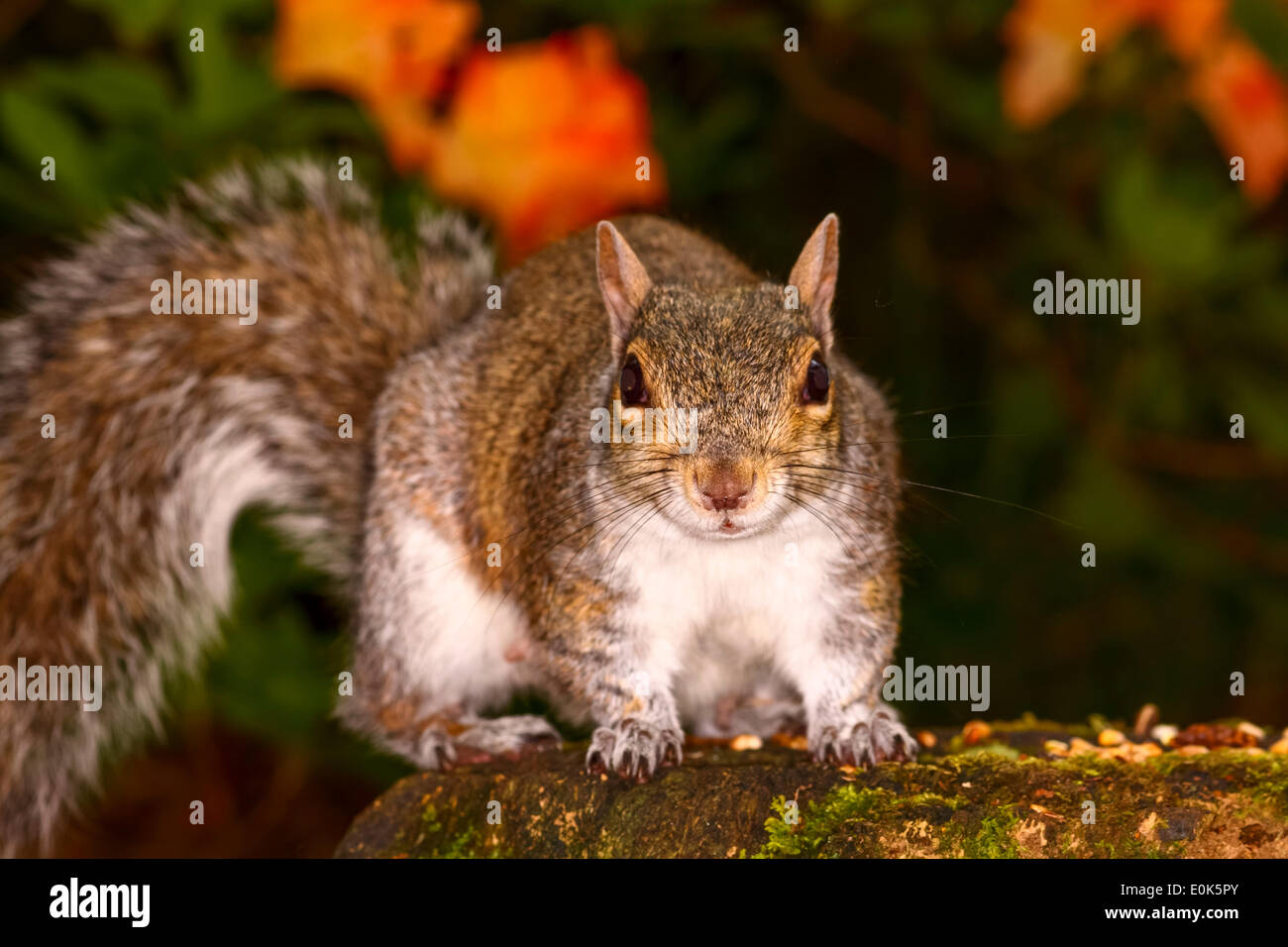 Squirrel in front of a rhododendron plant Stock Photo Alamy