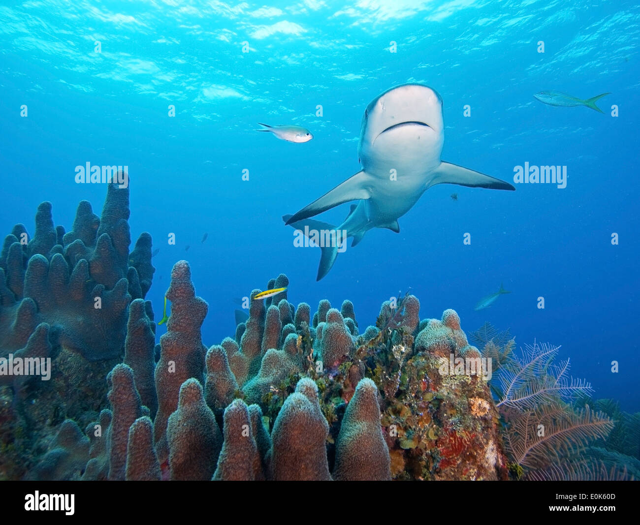 Caribbean reef shark, Bahamas. (Carcharhinus perezi) Stock Photo