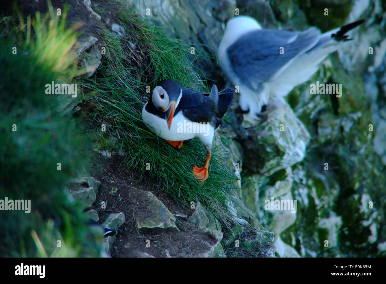 Puffin on cliff. Stock Photo