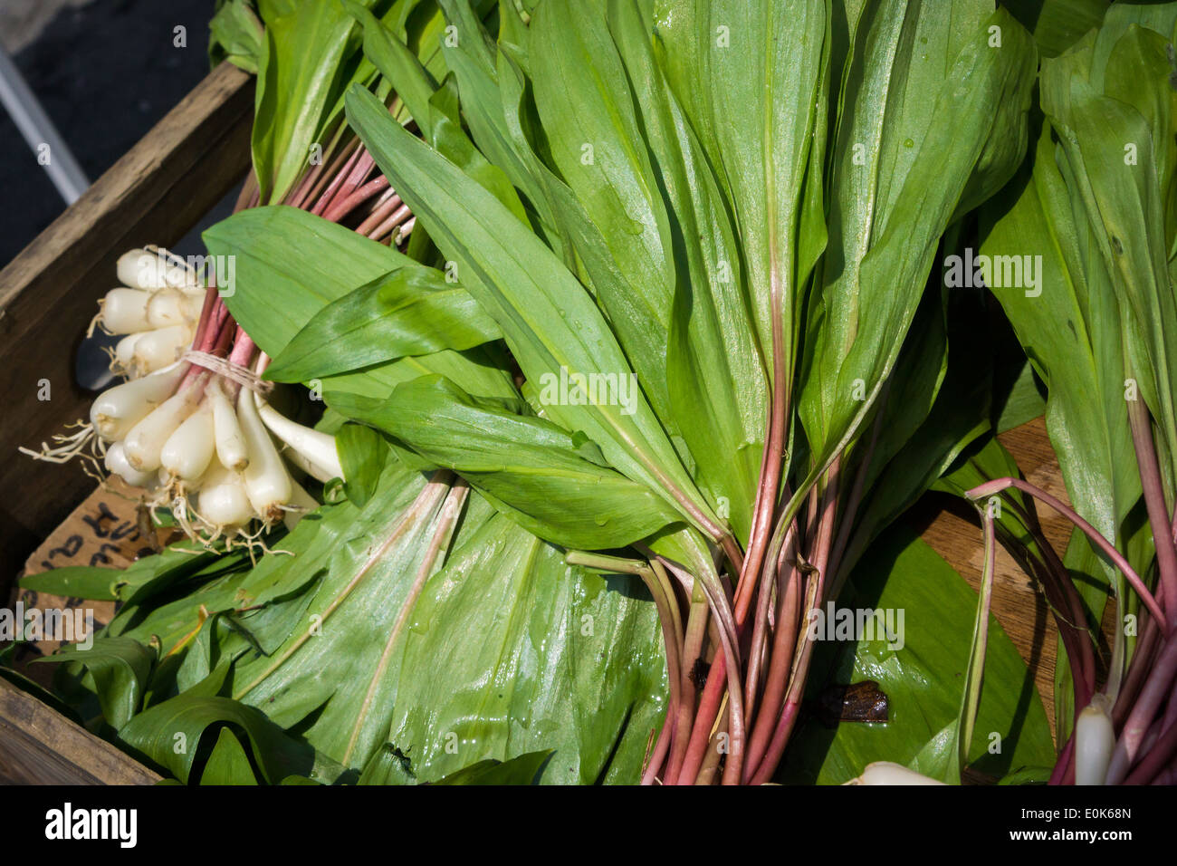 Ramps vegetable hires stock photography and images Alamy