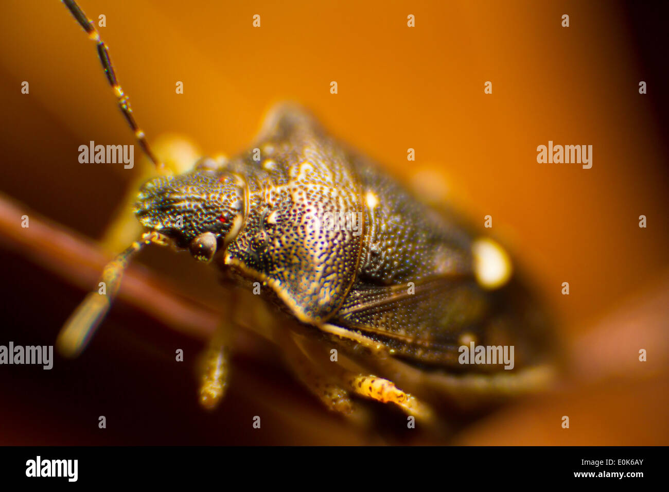 Photography of a Pentatomidae, commonly known as stink bug. His scientific classification is in the order of Hemiptera. Stock Photo