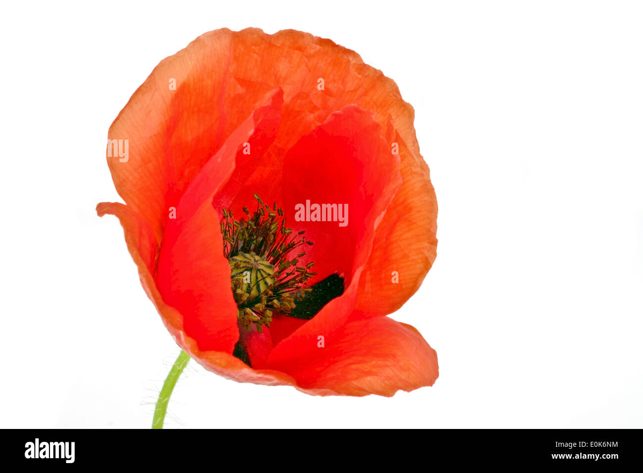 Red poppy flower close up on a white background Stock Photo