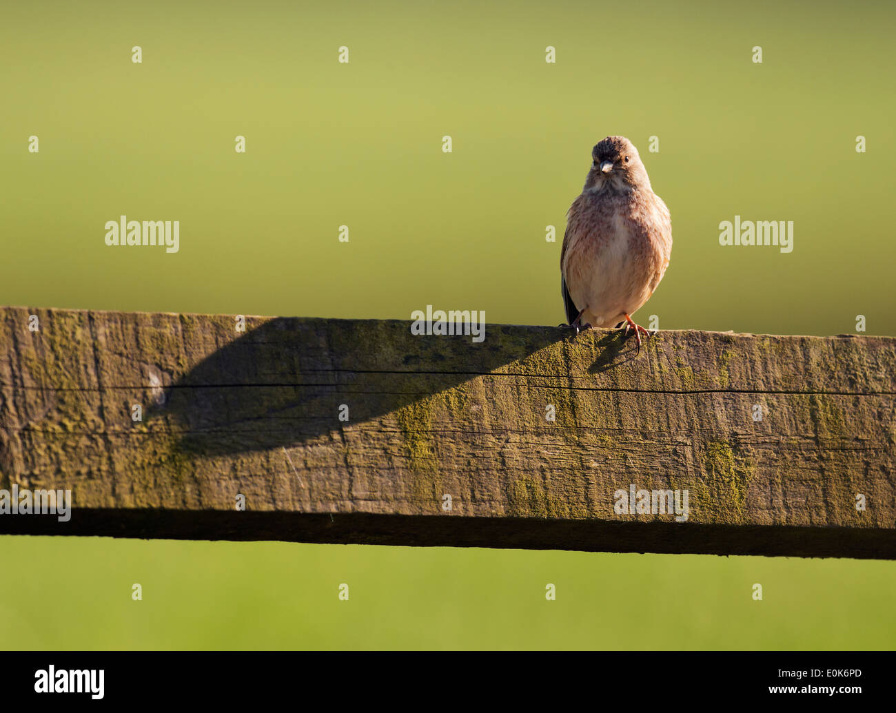 Female Linnet Carduelis cannabina perched on wooden fence Stock Photo