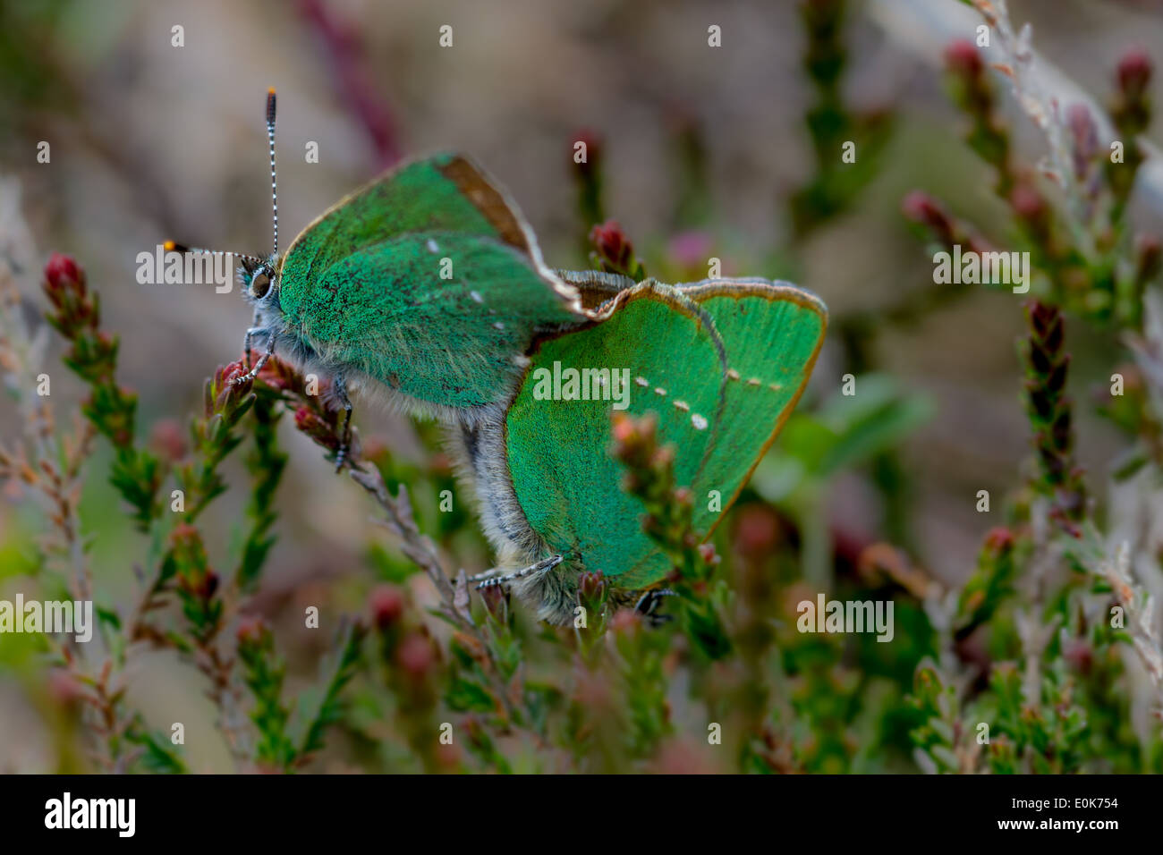 British butterflies hires stock photography and images Alamy