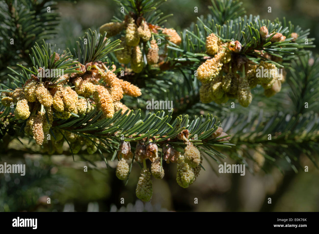 Faxon's fir (Abies fargessii var. sutchunensis) male pollen bearing cones, native to China, Castle Howard North Yorkshire May Stock Photo