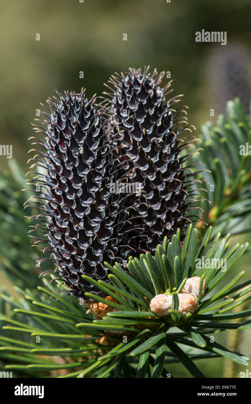 Fruit cones Abies fargessii var. sutchunensis native to China cones Yorkshire Arboretum Kew Castle Howard North Yorkshire Europe Stock Photo