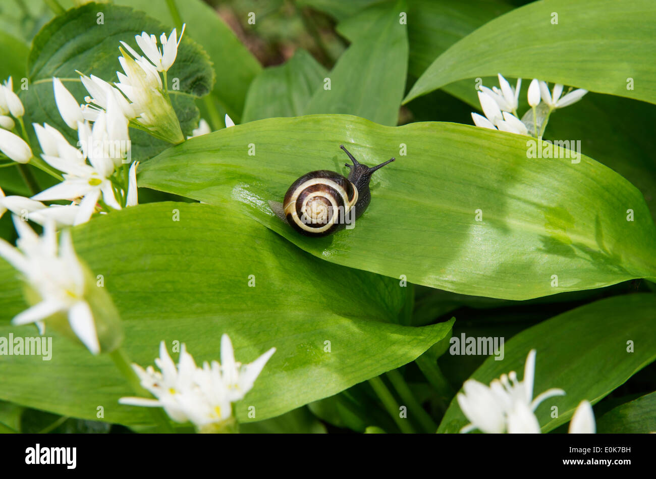 Ramsons or Wild Garlic (Allium ursinum) flowers and leaves with snail Castle Howard North Yorkshire England UK Europe May Stock Photo