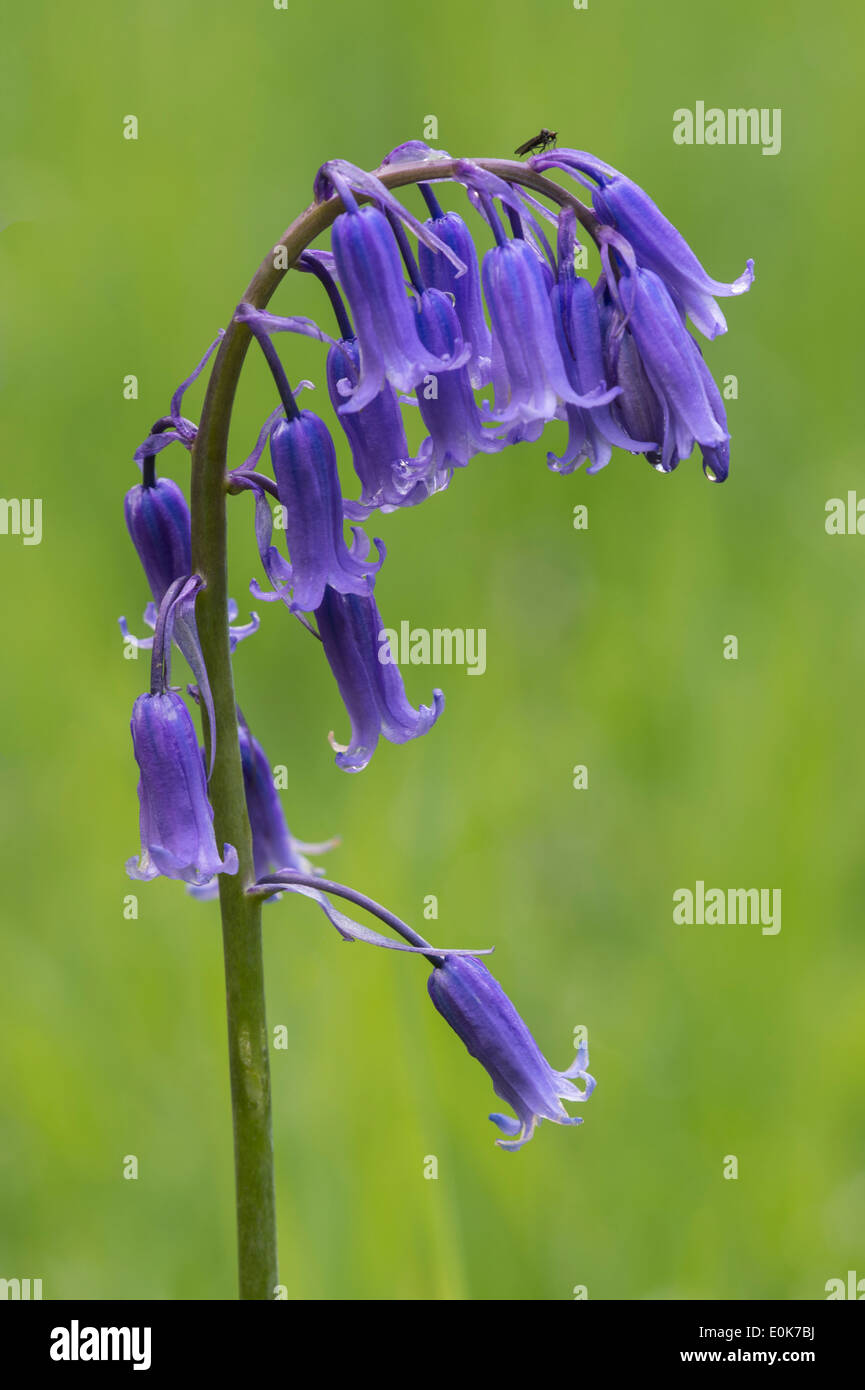 Bluebells (Hyacinthoides non-scripta) flowering in YYorkshire Arboretum Kew at Castle Howard North Yorkshire England May Stock Photo