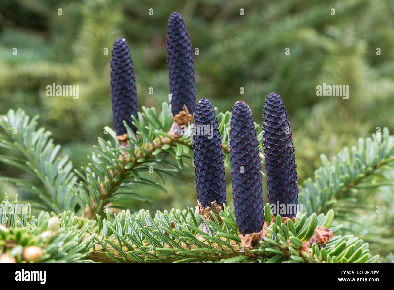 Forrest fir (Abies forrestii var. georgei) native to China Yorkshire Arboretum Kew at Castle Howard North Yorkshire England May Stock Photo