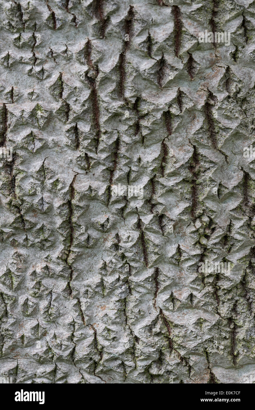 Pigart Poplar (Populus x canescens 'Hacrophylla') close-up of bark Yorkshire Arboretum Castle Howard North Yorkshire England UK Stock Photo