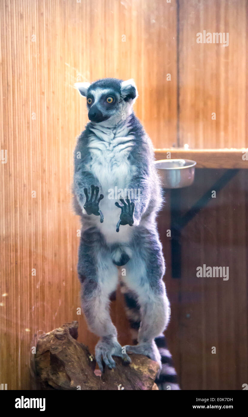 Image showcasing lemur in the zoo cage Stock Photo - Alamy