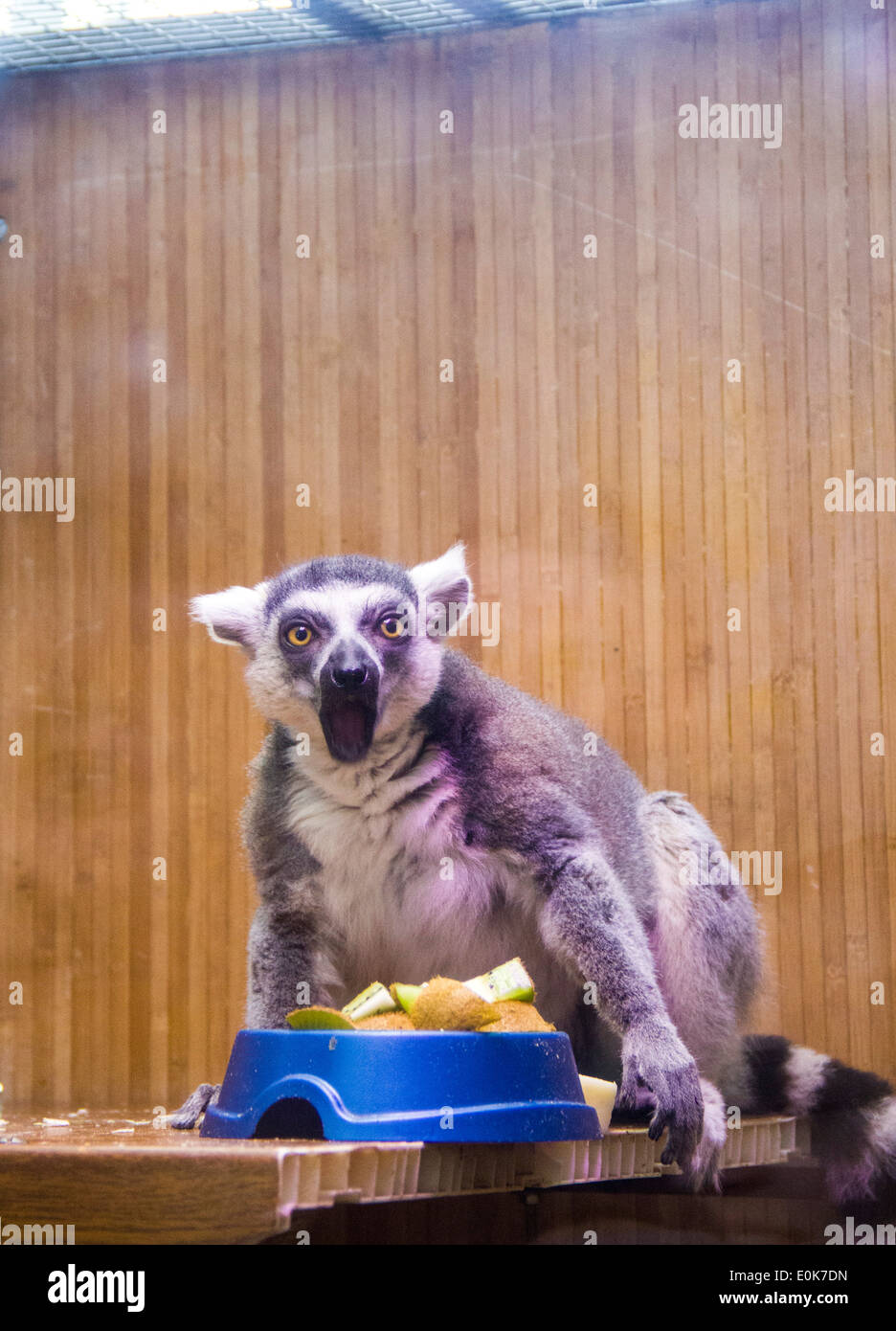 lemur in the zoo cage Stock Photo - Alamy