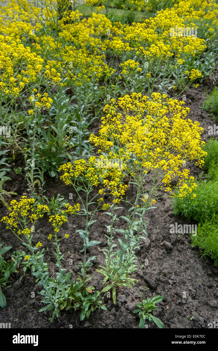 Dyer's woad / glastum (Isatis tinctoria) in flower Stock Photo