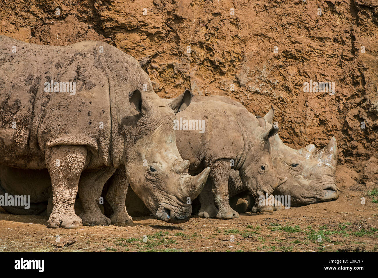 African white rhino / Square-lipped rhinoceros (Ceratotherium simum) family group showing male, female and calf resting Stock Photo