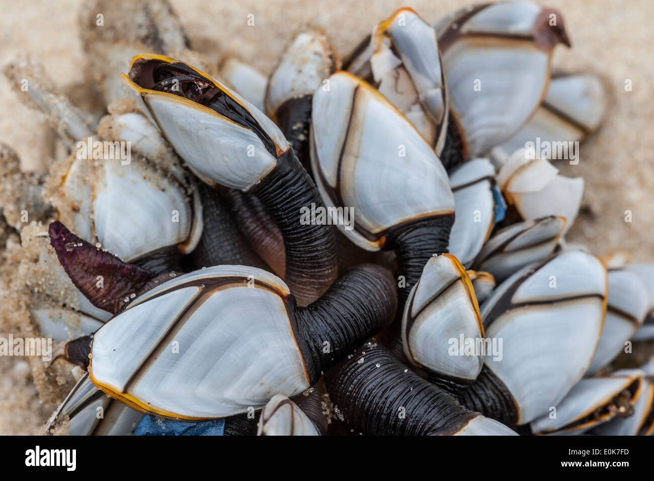 Common goose barnacles / pelagic gooseneck barnacle / smooth gooseneck barnacles (Lepas anatifera) washed on the beach Stock Photo