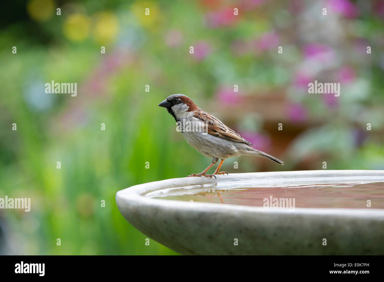 Male House sparrow on a bird bath Stock Photo Alamy