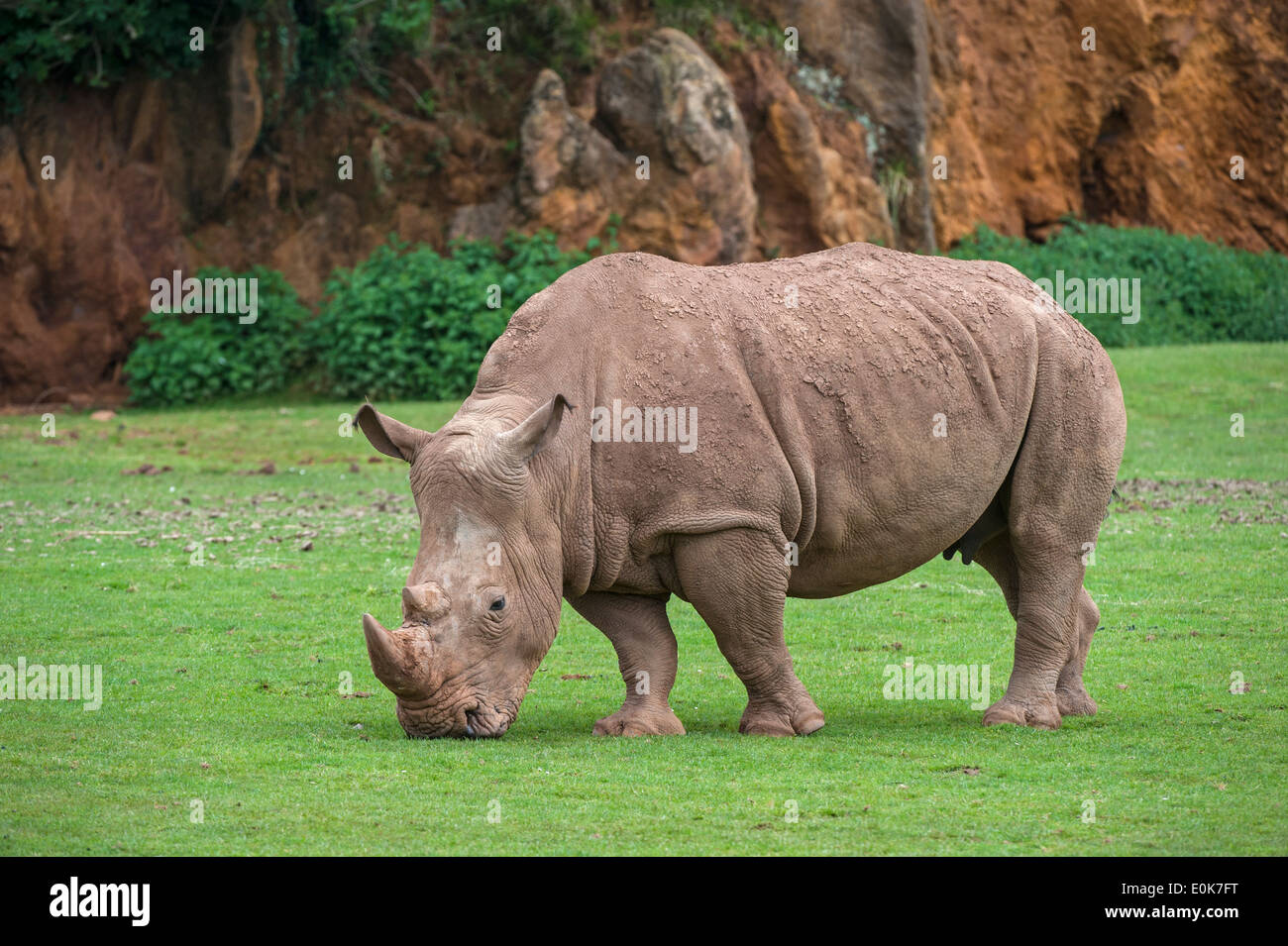 African white rhino / Square-lipped rhinoceros (Ceratotherium simum) female grazing grass Stock Photo