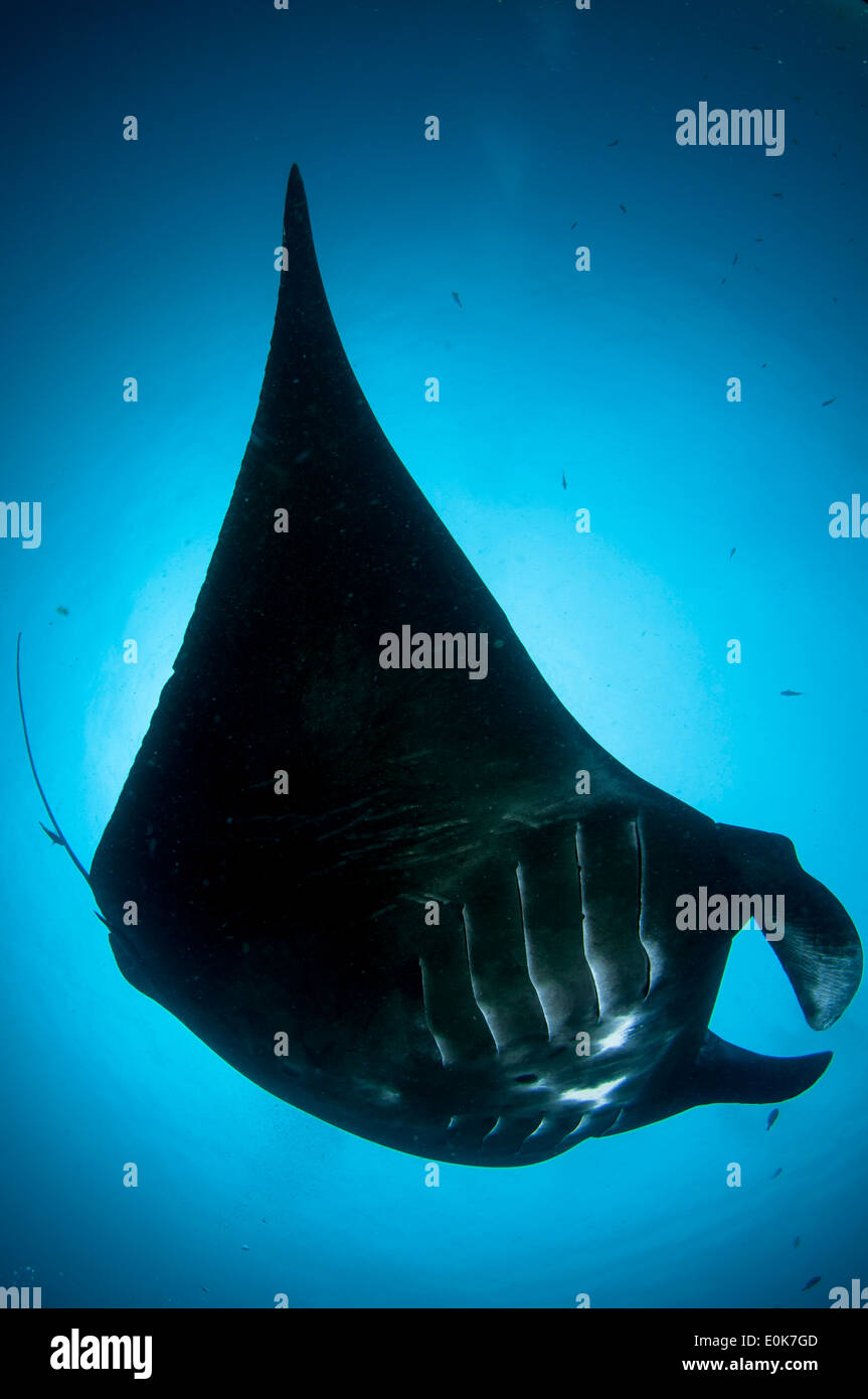 Giant Oceanic Manta Ray Raja Ampat Indonesia Manta Birostris Stock 