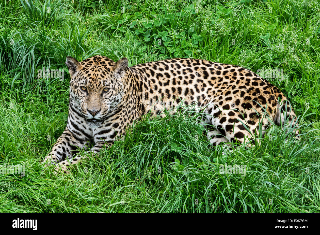 Panther / jaguar (Panthera onca) resting in the grass, native to Central and South America Stock Photo