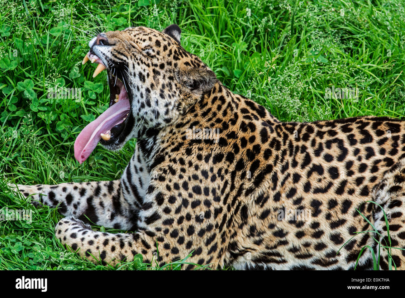 Panther / jaguar (Panthera onca) yawning, native to Central and South America Stock Photo