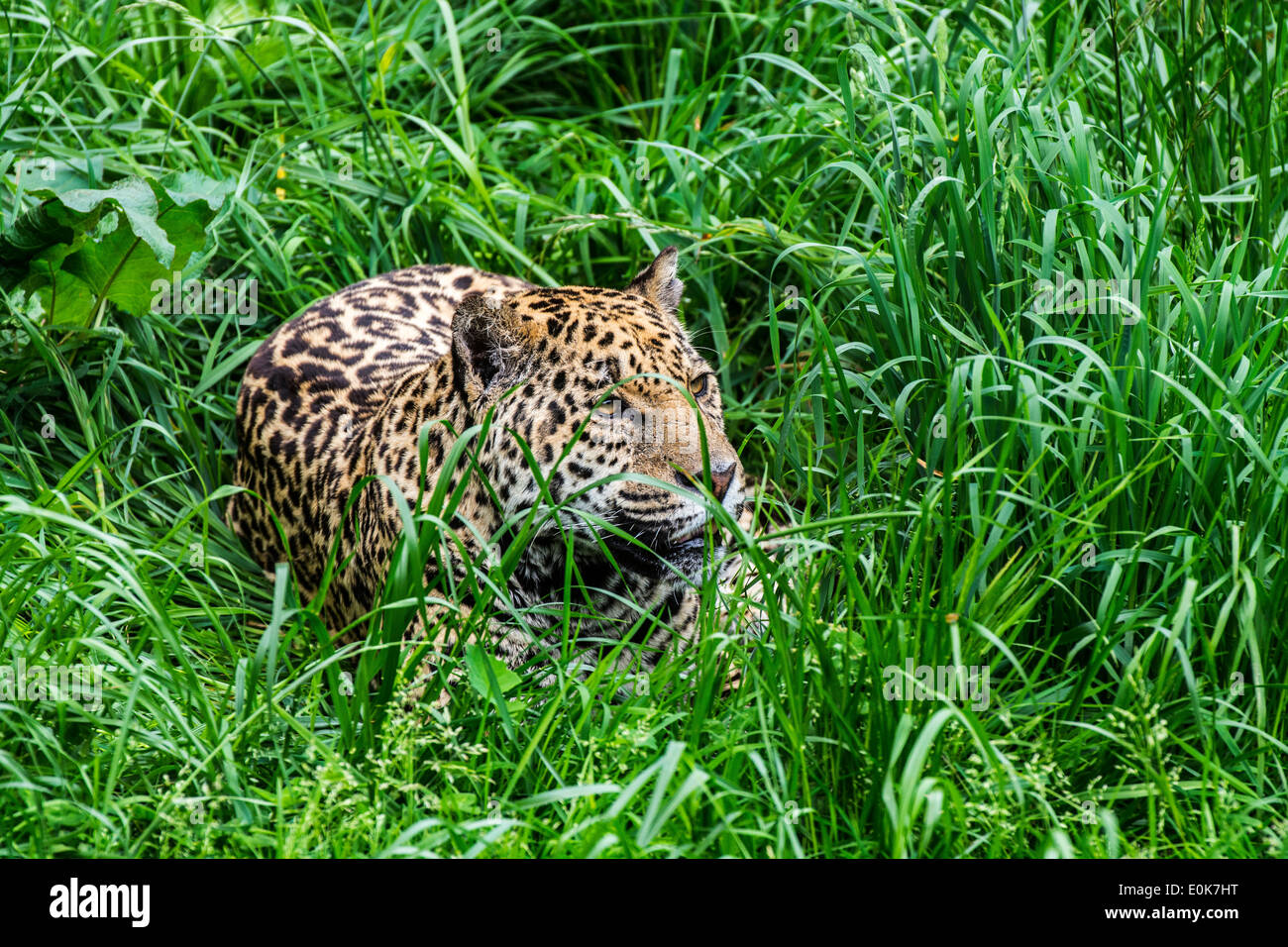 Panther / jaguar (Panthera onca) lying in ambush in the grass, native to Central and South America Stock Photo