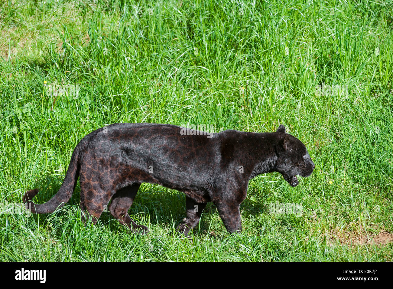 Black panther / melanistic jaguar (Panthera onca) walking in grassland, native to Central and South America Stock Photo