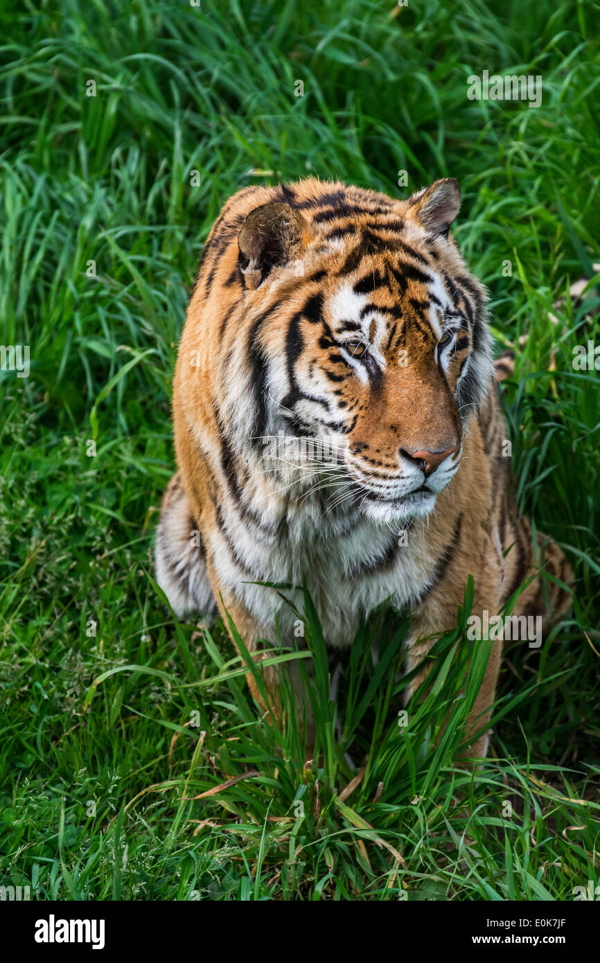 Bengal tiger (Panthera tigris tigris) watching prey in tall grass Stock