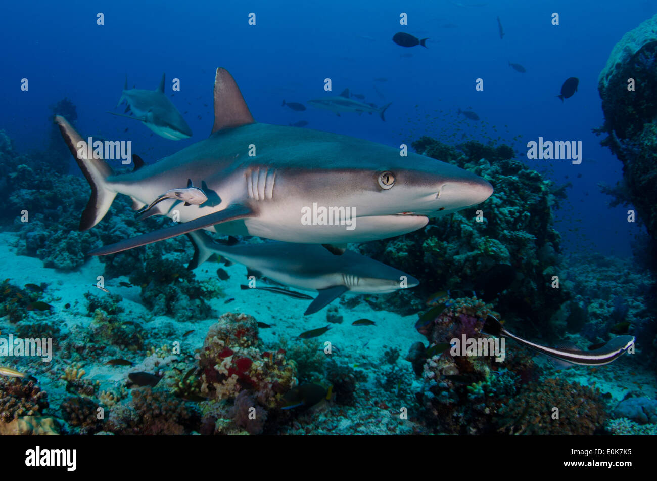 Grey reef Sharks, Shaab Rumi, Sudan (Carcharhinus amblyrhynchos) Stock Photo