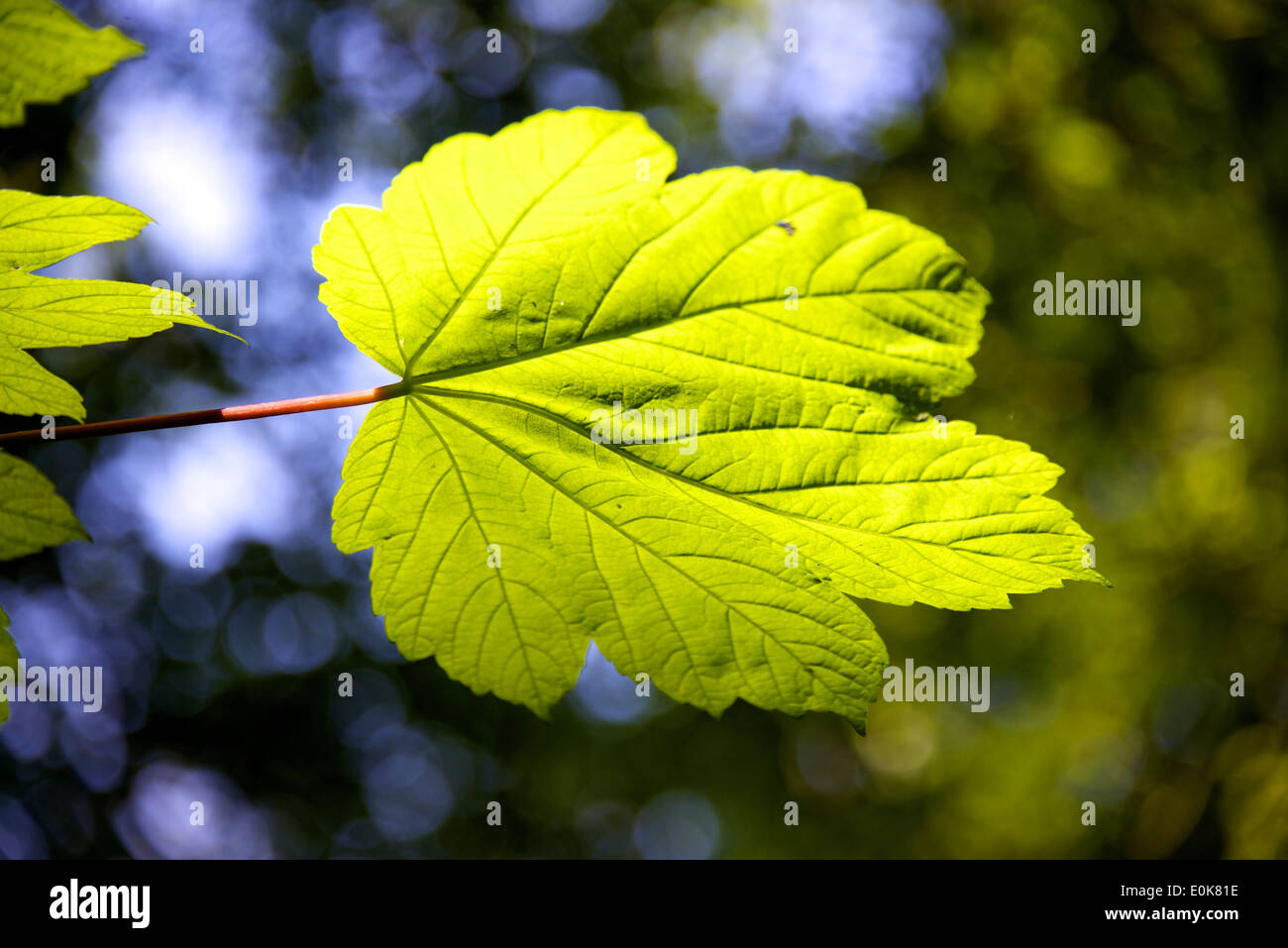 Sycamore 'Acer pseudoplatanus' leaf in the sun at Reigate Hill Surrey Stock Photo