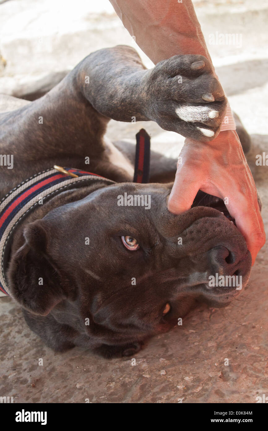 dog 'Italian dog' corso dog face playing human hand Stock Photo