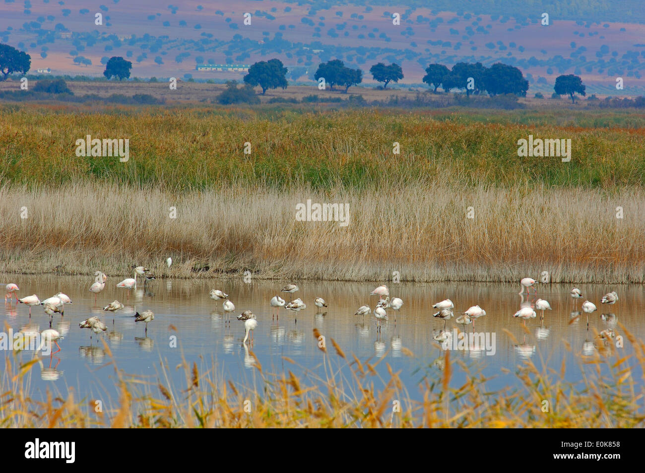 Daimiel, Tablas de Daimiel National Park, Ciudad Real province, Castilla la Mancha, Spain Stock