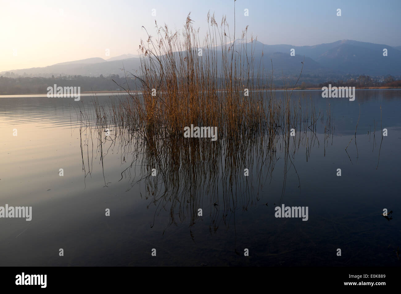 Italia cane hi-res stock photography and images - Alamy