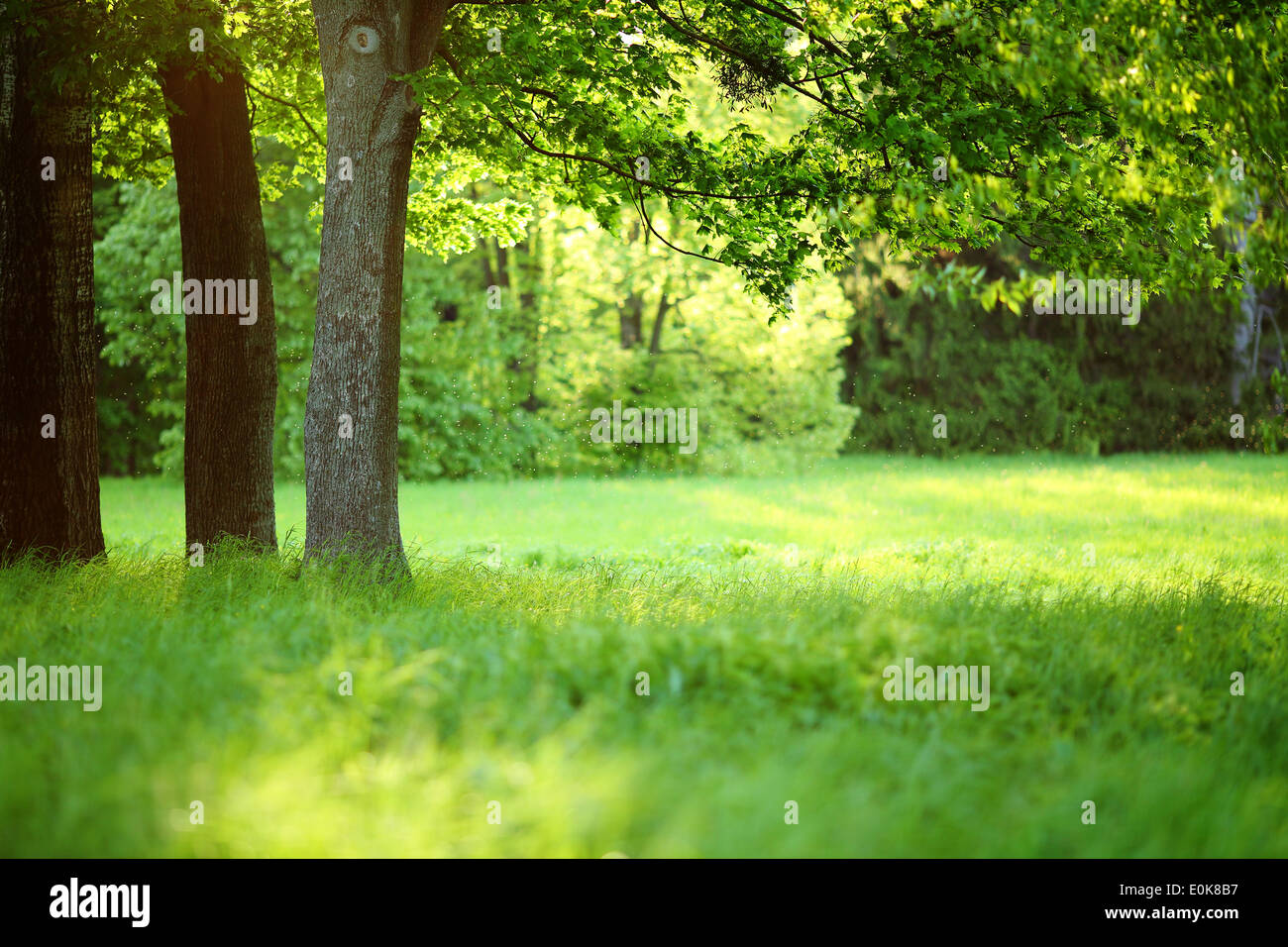 Green trees in park hi-res stock photography and images - Alamy