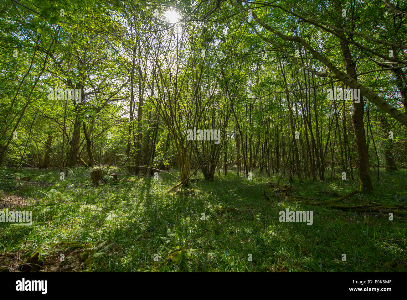 Bramley surrey hires stock photography and images Alamy