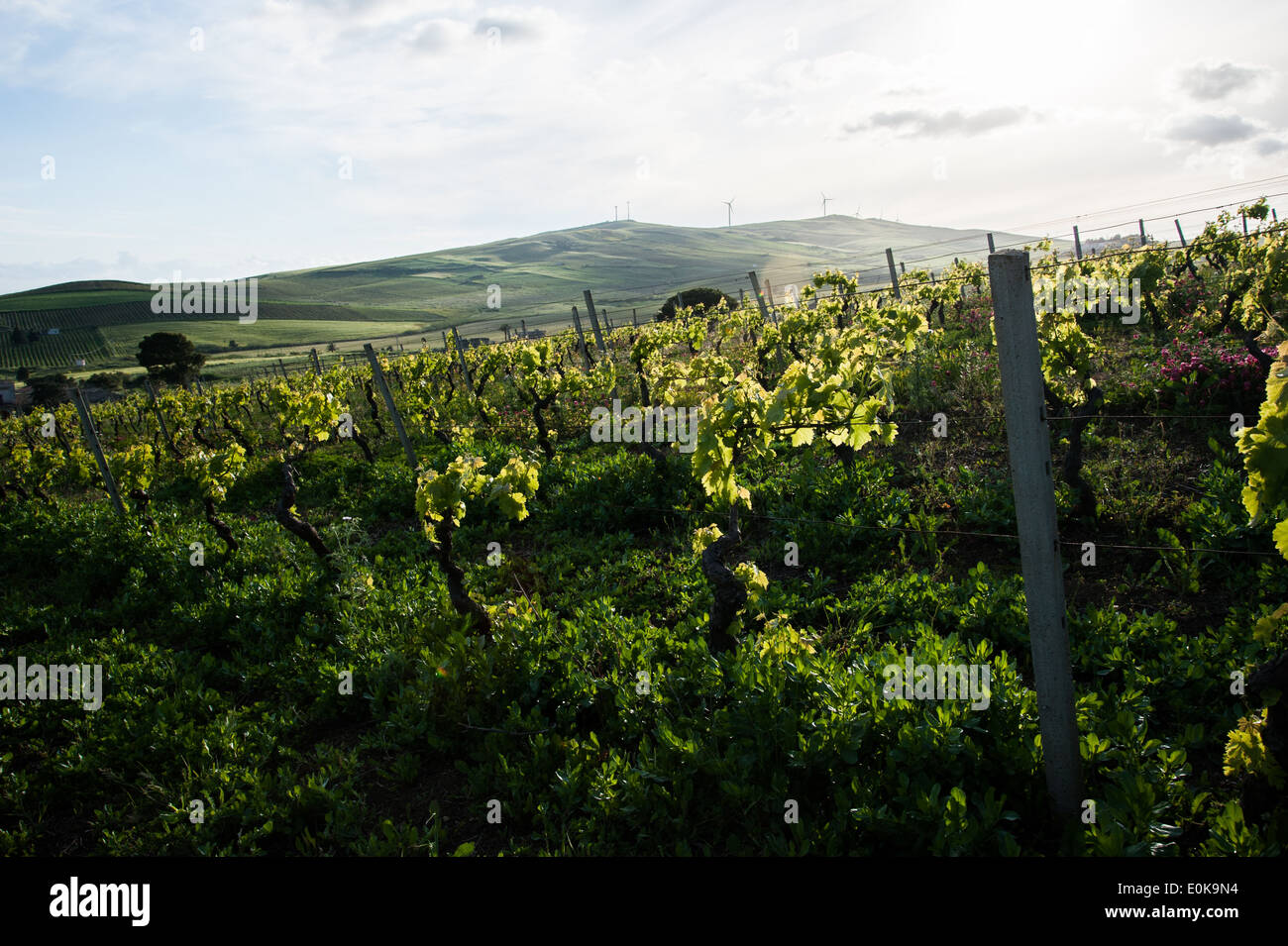 Wine win rural hi-res stock photography and images - Alamy