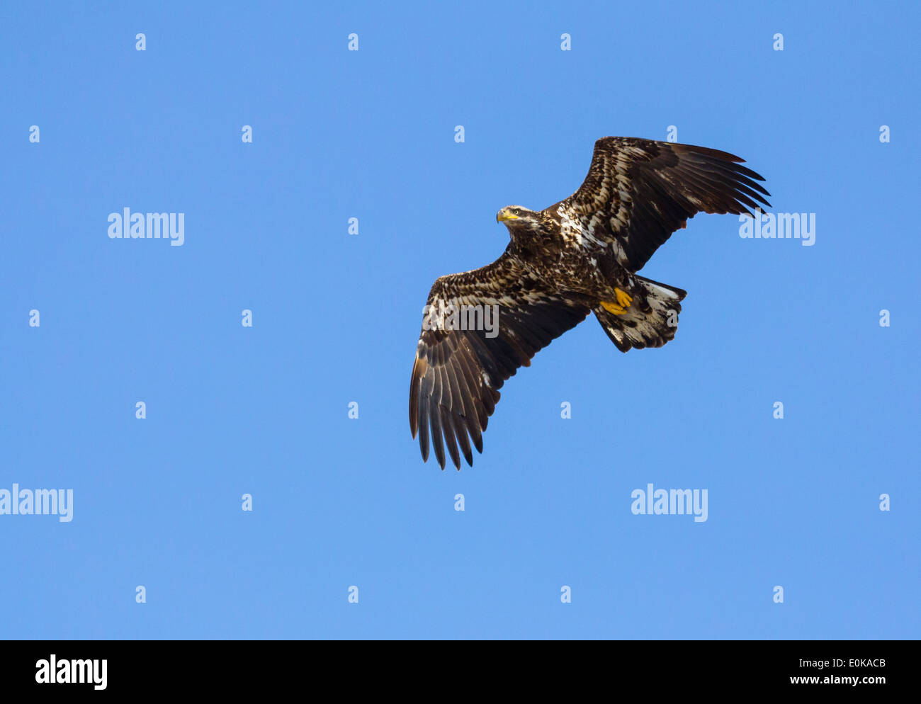 Baby Bald Eagle Flying in the Sky Stock Photo Alamy
