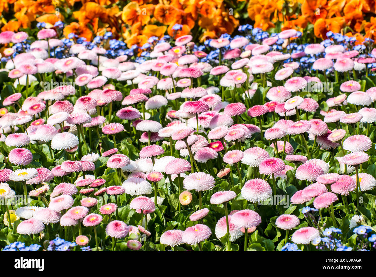 Spring garden with a carpet of bellis flowers Stock Photo