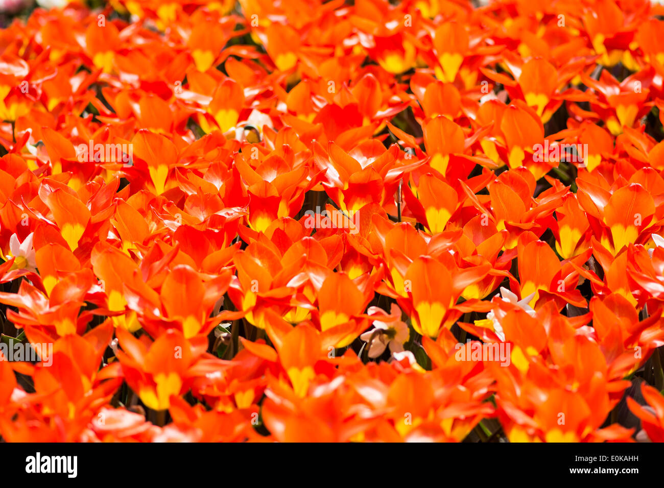 A carpet of orange blooming tulips Stock Photo