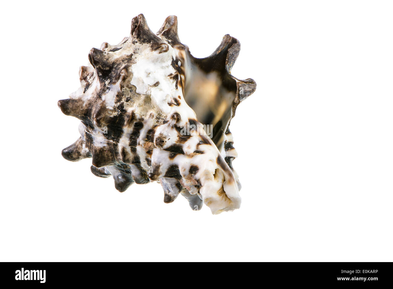 Macro of a seashell isolated on white Stock Photo