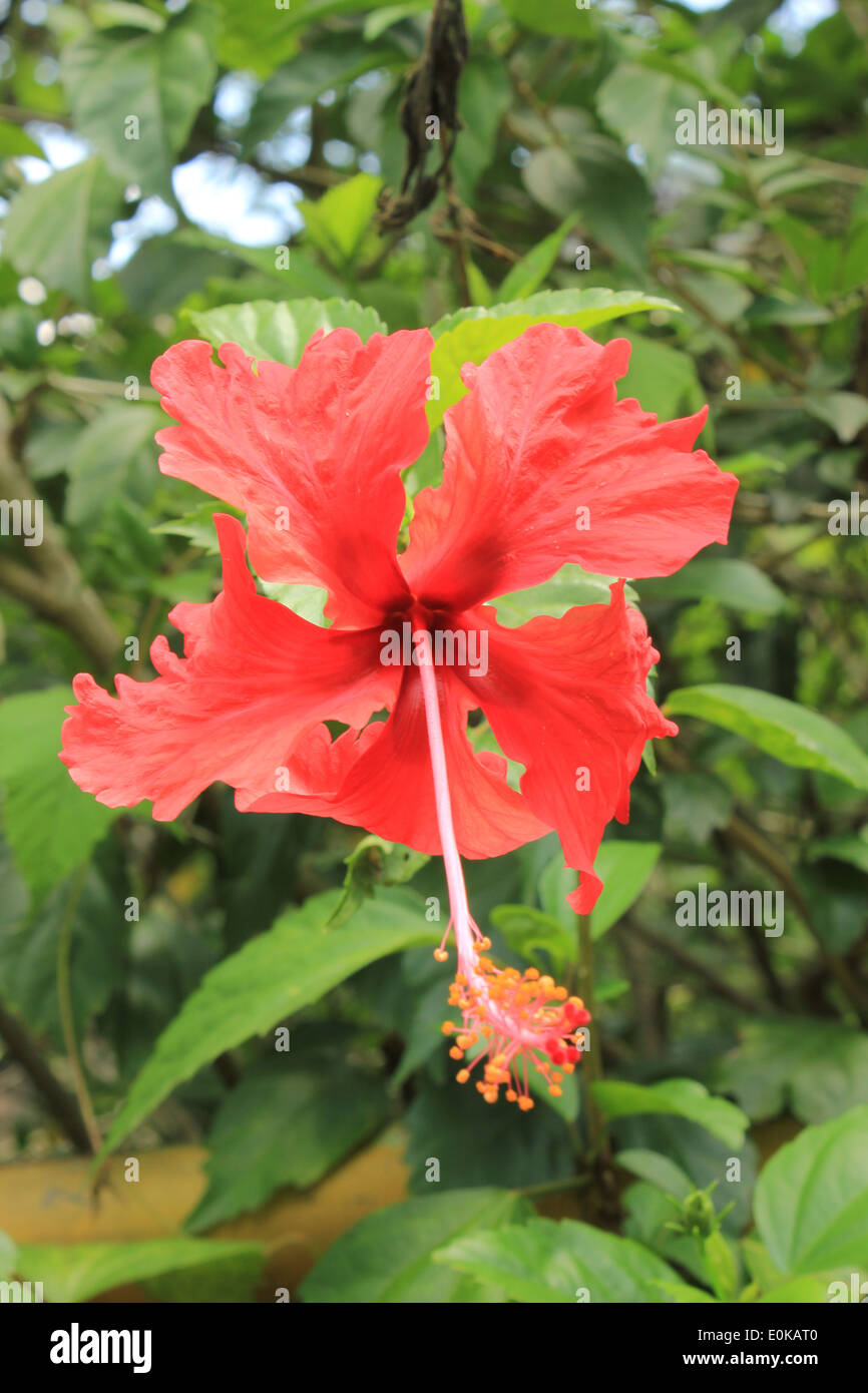 Hibiscus rosa sinensis hi-res stock photography and images - Alamy