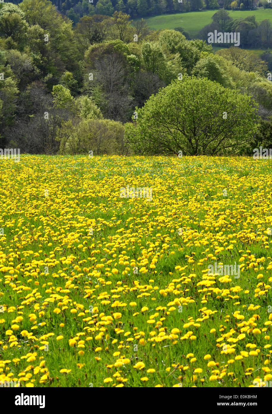 Field of dandelions Stock Photo