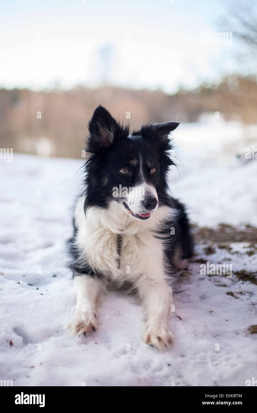 portrait of a border-collie in the snow Stock Photo