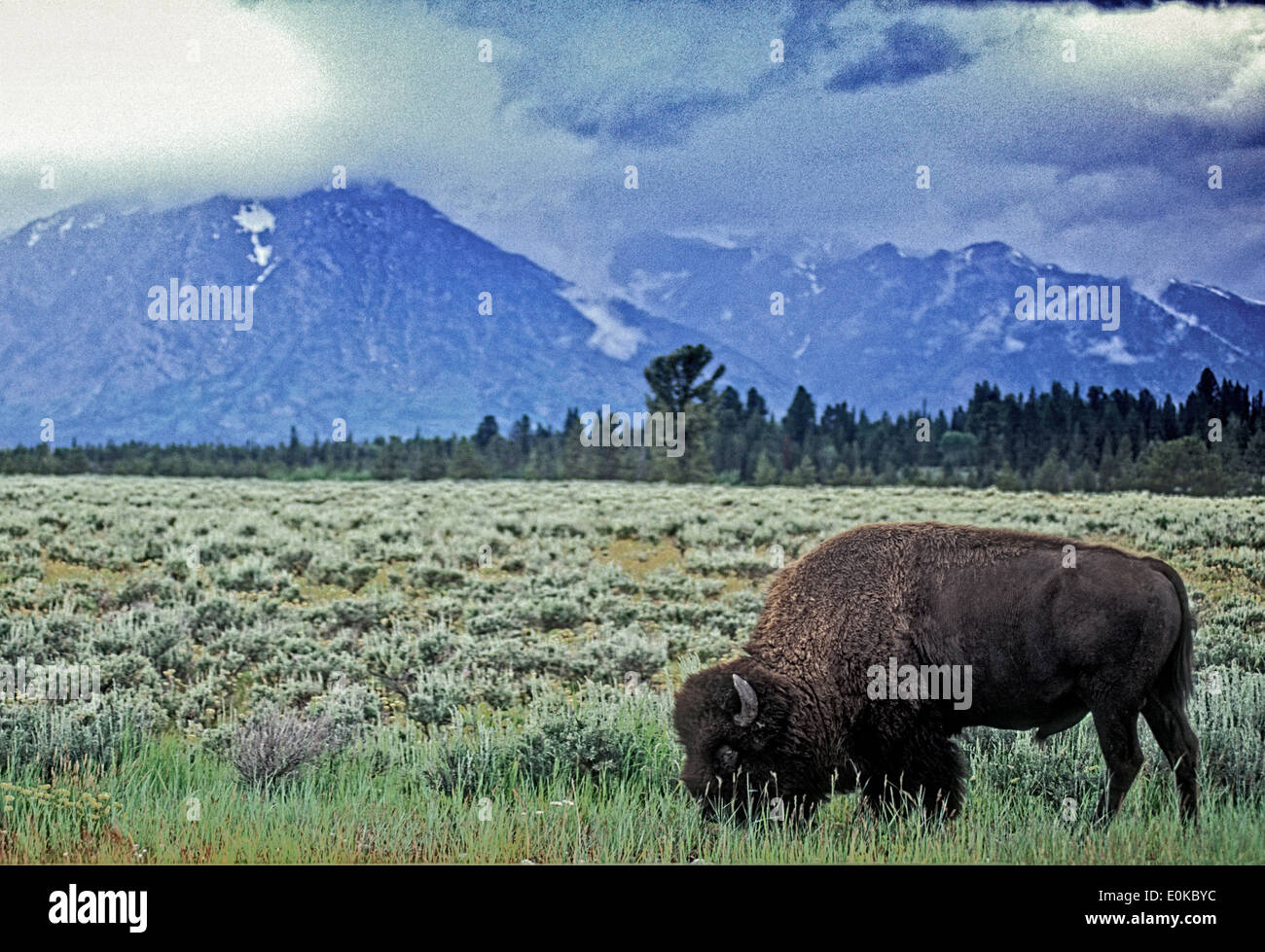 North American Bison. Near Jackson Hole Grand Teteons Wyoming USA Stock Photo