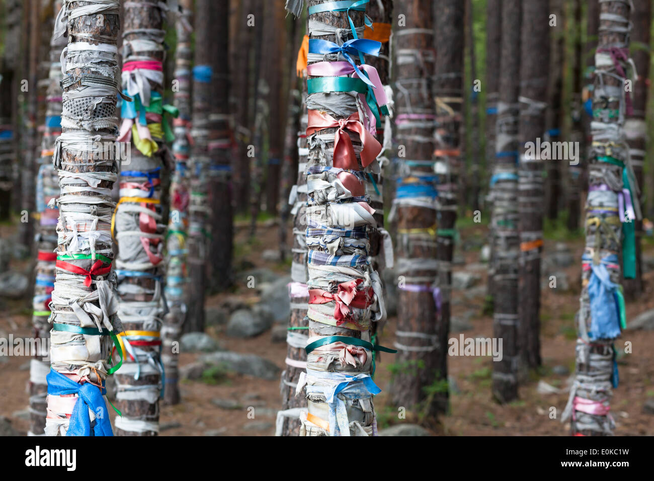 Trees with colorful ribbons in area of Arshan, Tunkinsky District, Buryatia, Russia Stock Photo