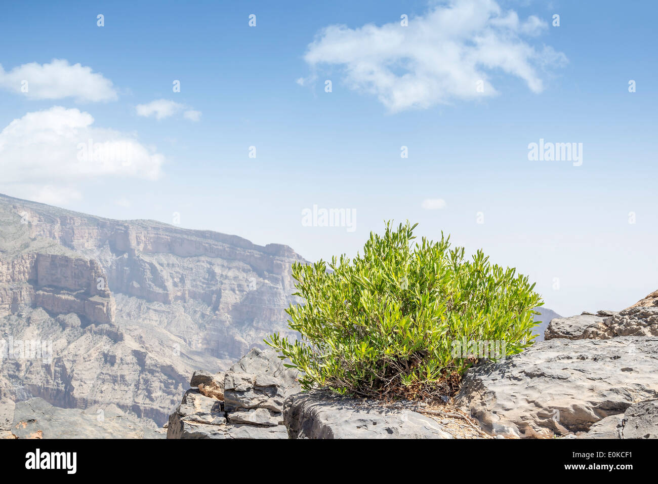 Image of green bush on mountain Jebel Shams in Oman Stock Photo