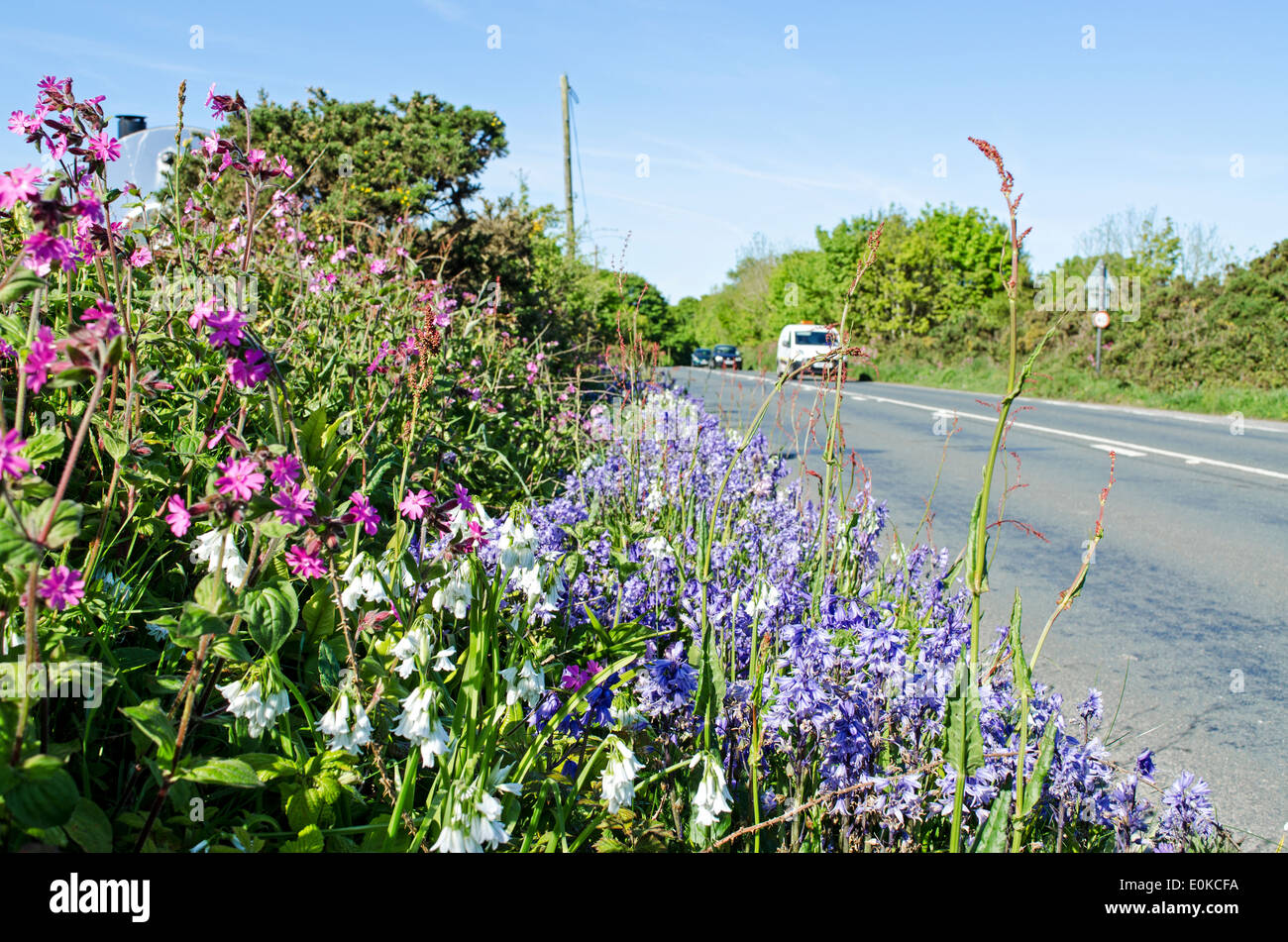 Roadside verge flowers hires stock photography and images Alamy