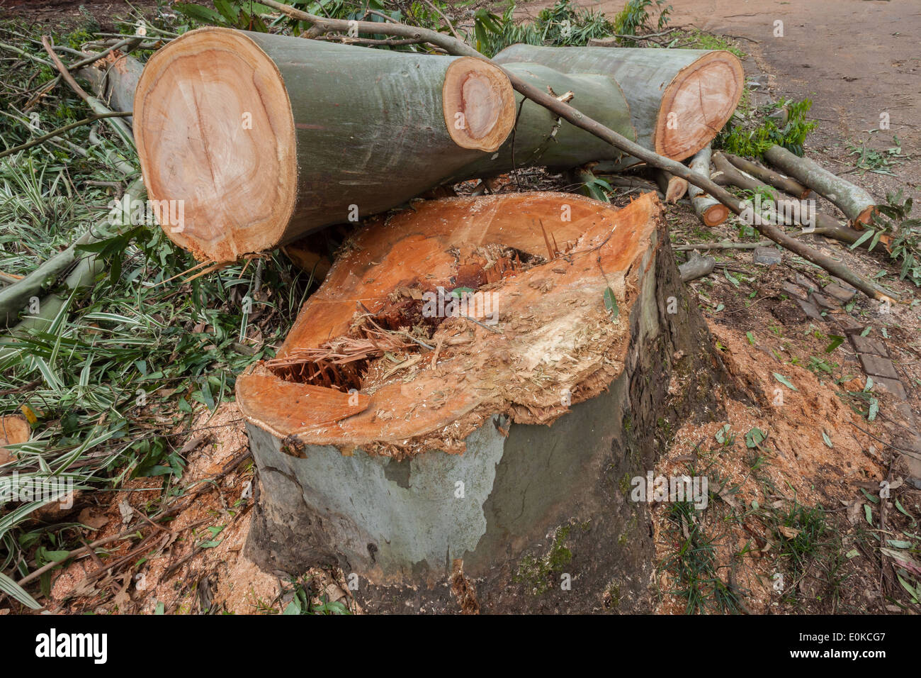 Large gum trees felled cut down logs stacked for transport Stock Photo